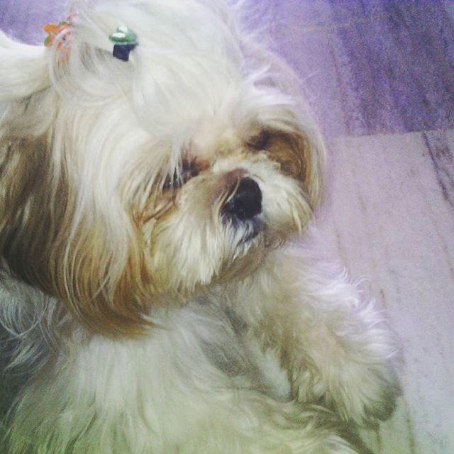muffy